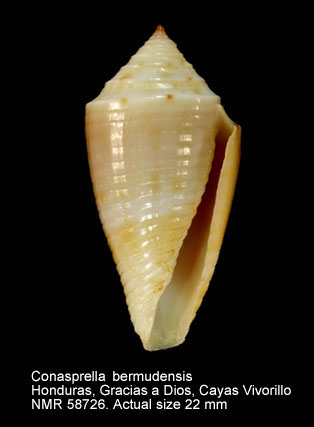 Conasprella bermudensis.jpg - Conasprella bermudensis(Clench,1942)